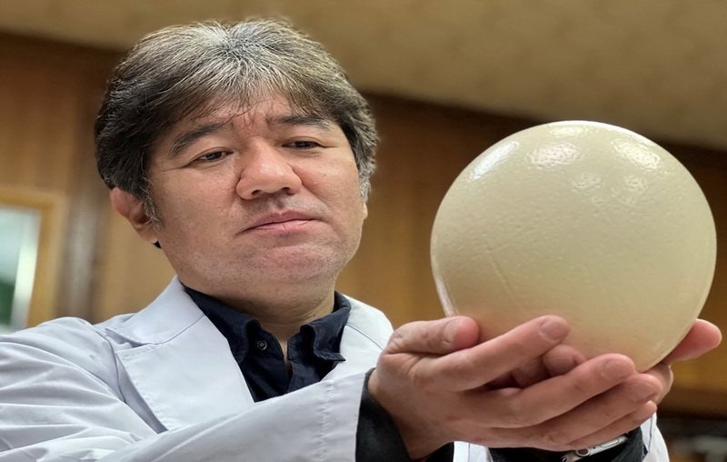 كمامات يابانية من بيض النعام تتوهج عند اكتشاف كورونا