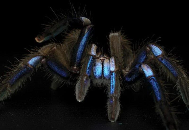 اكتشاف مذهل في غابات تايلاند... عنكبوت يلمع مثل جوهرة كهربائية زرقاء!