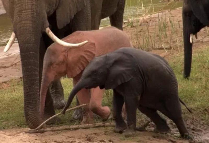عمره سنة واحدة... رصد فيل وردي نادر في جنوب أفريقيا