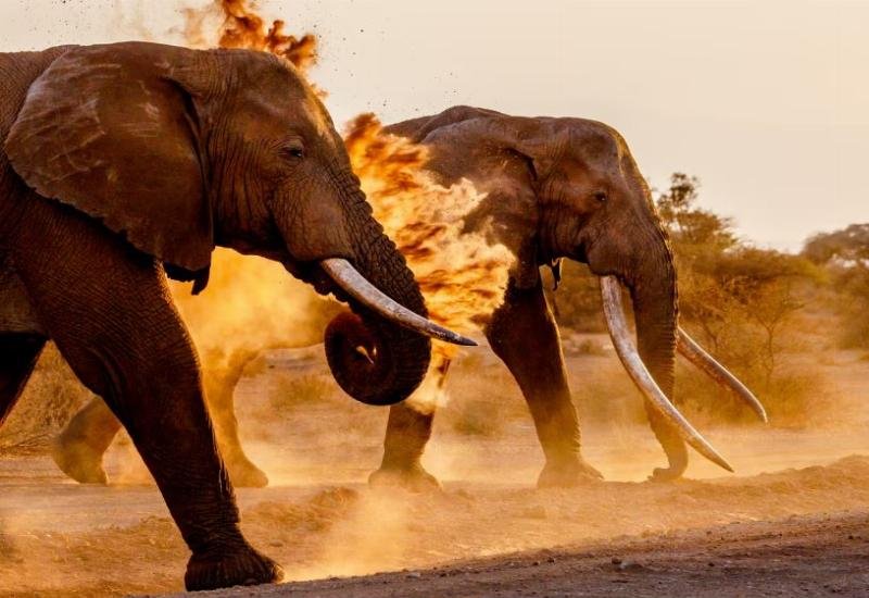 حملات لإنقاذ فيلة كينيا وتنزانيا... ذوات الأنياب الضخمة في خطر بسبب الصيد التذكاري!