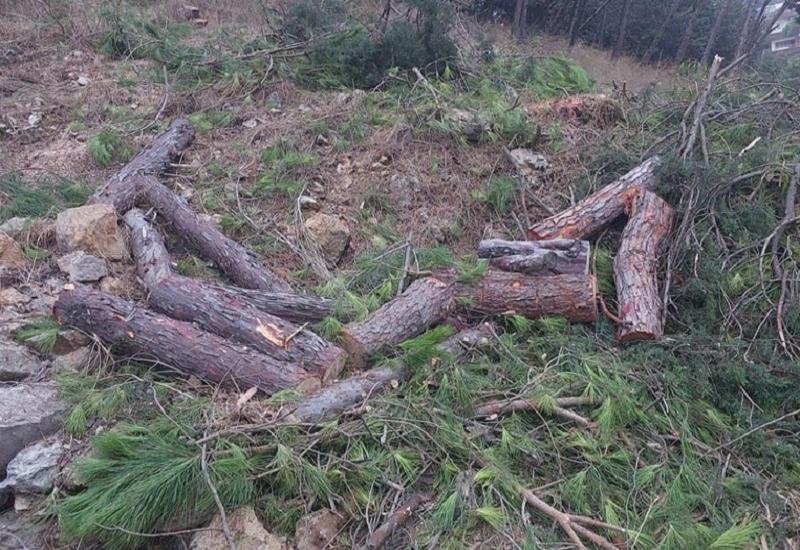 بالفيديو: مجزرة مروعة بحق الطبيعة في مدينة عاليه