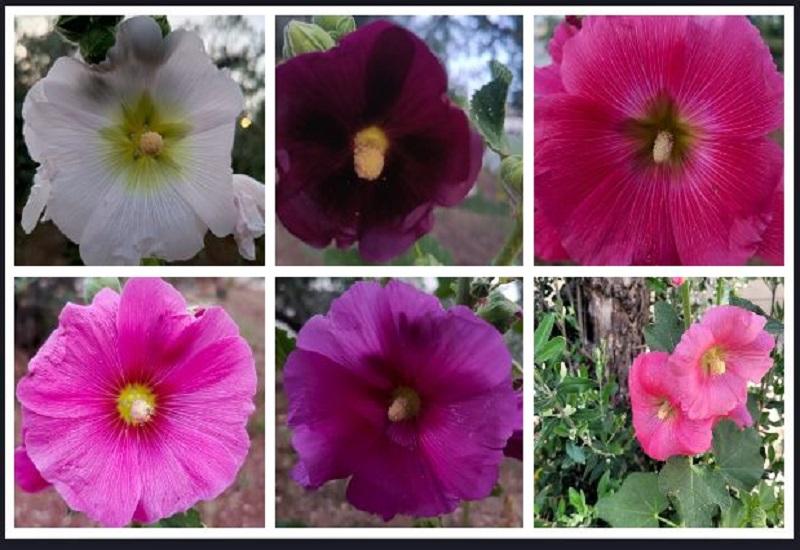 الزهرة البرية الخَتمِيةْ أو الخُبَيزَة... Hollyhock