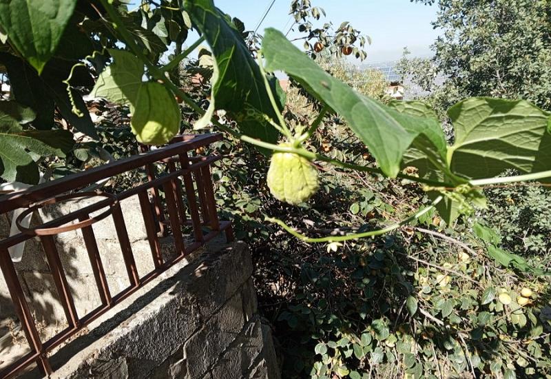 الشايوت أو الكوسى الإفرنجية... إضافة هامة للحمية الغذائية ومفيد لمرضى السكري 