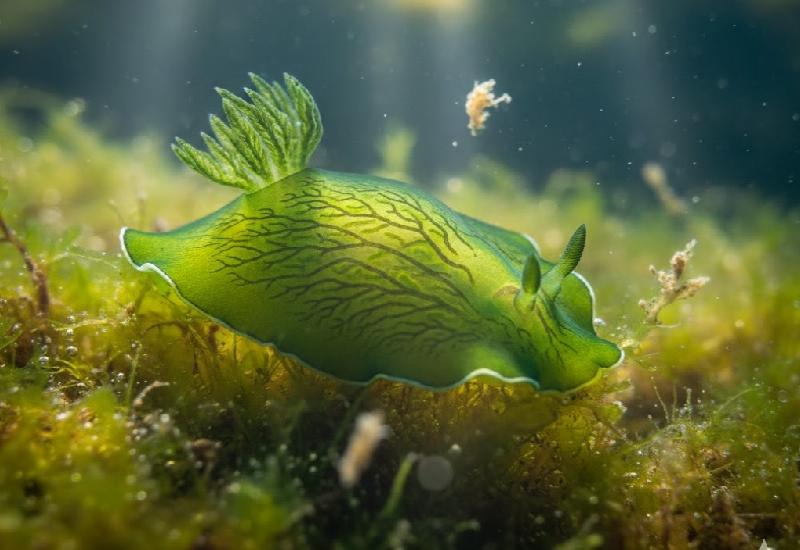 سارقة الضوء: كيف يكسر حيوان بحري قوانين الطبيعة ليعيش كالنبات!